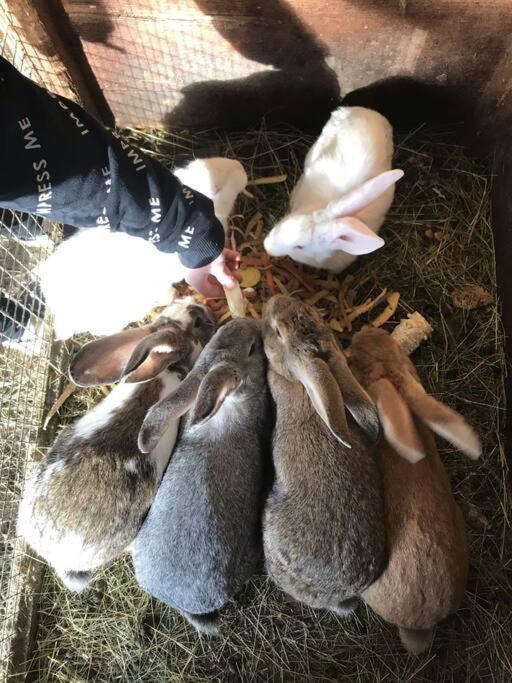 류브노 Tourist Farm Kladje 빌라 외부 사진