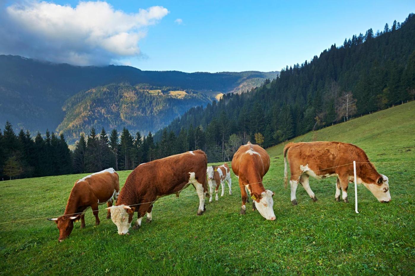류브노 Tourist Farm Kladje 빌라 외부 사진