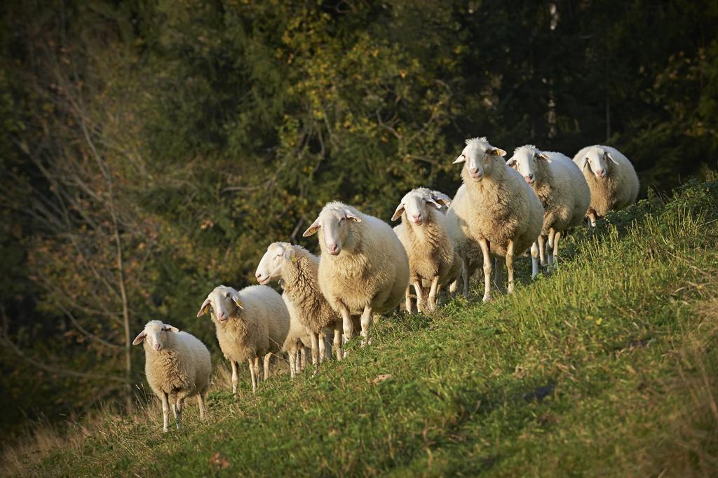류브노 Tourist Farm Kladje 빌라 외부 사진